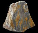 Polished, Mesoproterozoic Stromatolite (Conophyton) - Australia #65043-2